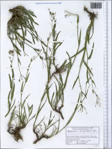 Bupleurum marginatum Wall. ex DC., South Asia, South Asia (Asia outside ex-Soviet states and Mongolia) (ASIA) (India)