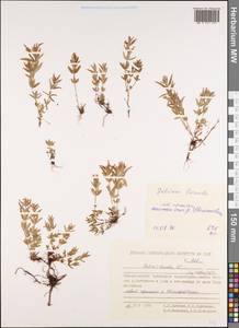 Galium boreale L., Siberia, Chukotka & Kamchatka (S7) (Russia)