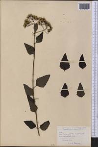 Chromolaena odorata (L.) R. King & H. Rob., America (AMER) (Cuba)