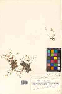 Draba magadanensis Berkut. & A. P. Khokhr., Siberia, Chukotka & Kamchatka (S7) (Russia)