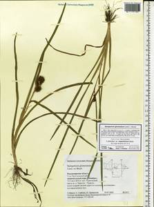 Sparganium glomeratum (Laest. ex Beurl.) Beurl., Eastern Europe, Central region (E4) (Russia)