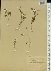 Phyllanthus ussuriensis Rupr. & Maxim., Siberia, Russian Far East (S6) (Russia)