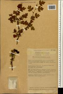 Crataegus microphylla C. Koch, Caucasus, Azerbaijan (K6) (Azerbaijan)