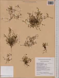 Sedum anglicum Huds., Western Europe (EUR) (United Kingdom)