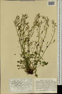 Corydalis adunca Maxim., Mongolia (MONG) (Mongolia)