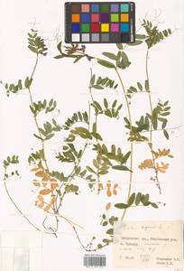 Vicia sepium L., Siberia, Russian Far East (S6) (Russia)