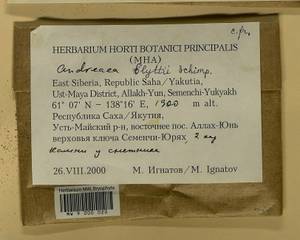 Andreaea blyttii Schimp., Bryophytes, Bryophytes - Yakutia (B19) (Russia)