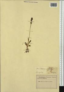Dactylorhiza viridis (L.) R.M.Bateman, Pridgeon & M.W.Chase, Western Europe (EUR) (Slovenia)