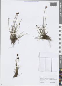 Juncus triglumis L., Middle Asia, Northern & Central Tian Shan (M4) (Kyrgyzstan)