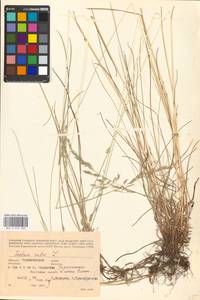 Festuca rubra L., Eastern Europe, North Ukrainian region (E11) (Ukraine)