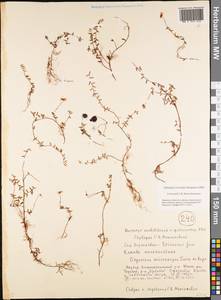 Vaccinium microcarpum (Turcz. ex Rupr.) Schmalh. ex Busch, Siberia, Yakutia (S5) (Russia)