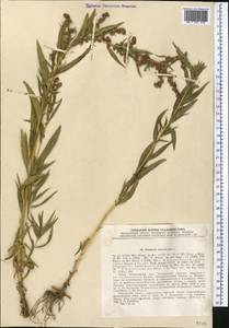Artemisia dracunculus L., Middle Asia, Pamir & Pamiro-Alai (M2) (Tajikistan)