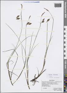 Carex limosa L., Siberia, Chukotka & Kamchatka (S7) (Russia)