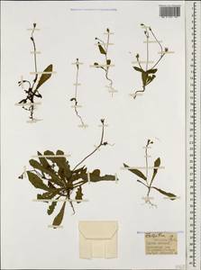 Crepis zacintha (L.) Babc., Caucasus, Georgia (K4) (Georgia)