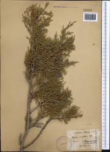 Juniperus semiglobosa Regel, Middle Asia, Western Tian Shan & Karatau (M3)