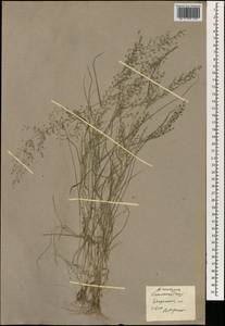 Eragrostis, South Asia, South Asia (Asia outside ex-Soviet states and Mongolia) (ASIA) (China)