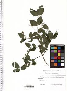 Euonymus verrucosus Scop., Eastern Europe, Eastern region (E10) (Russia)