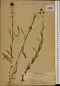 Hieracium umbellatum L., Caucasus, Stavropol Krai, Karachay-Cherkessia & Kabardino-Balkaria (K1b) (Russia)