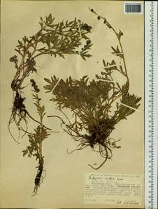 Artemisia norvegica subsp. saxatilis (Besser) H. M. Hall & Clem., Siberia, Russian Far East (S6) (Russia)