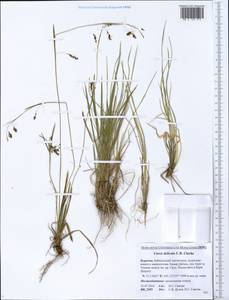 Carex delicata C.B.Clarke, Siberia, Baikal & Transbaikal region (S4) (Russia)
