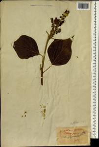 Mallotus japonicus (L.fil.) Müll.Arg., South Asia, South Asia (Asia outside ex-Soviet states and Mongolia) (ASIA) (Japan)