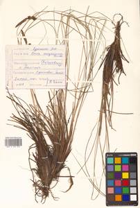 Carex meyeriana Kunth, Siberia, Russian Far East (S6) (Russia)