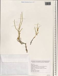 Halocnemum strobilaceum (Pall.) M. Bieb., South Asia, South Asia (Asia outside ex-Soviet states and Mongolia) (ASIA) (Iran)