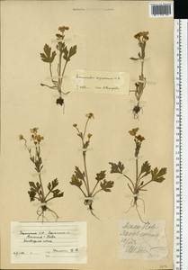 Ranunculus oxyspermus Willd., Eastern Europe, South Ukrainian region (E12) (Ukraine)
