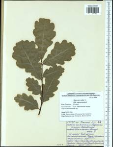 Quercus robur L., Eastern Europe, Central region (E4) (Russia)