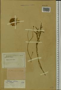 Rhaponticoides ruthenica (Lam.) M. V. Agab. & Greuter, Siberia (no precise locality) (S0) (Russia)