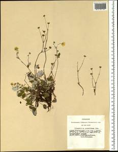 Potentilla crebridens Juz., Siberia, Altai & Sayany Mountains (S2) (Russia)