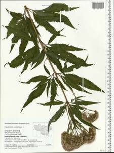 Eupatorium cannabinum L., Eastern Europe, Central region (E4) (Russia)