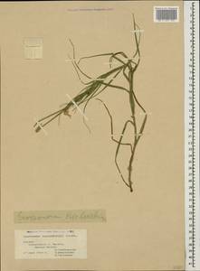 Gelasia biebersteinii (Lipsch.) Zaika, Sukhor. & N. Kilian, Caucasus, Georgia (K4) (Georgia)