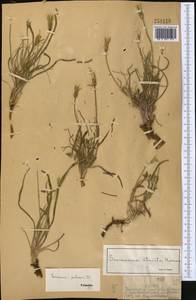 Pseudopodospermum pubescens (DC.) Zaika, Sukhor. & N. Kilian, Middle Asia, Dzungarian Alatau & Tarbagatai (M5) (Kazakhstan)