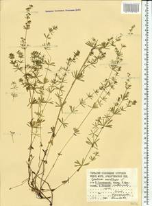 Galium mollugo L., Eastern Europe, Northern region (E1) (Russia)