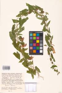 Calystegia sepium (L.) R. Br., Eastern Europe, Lower Volga region (E9) (Russia)