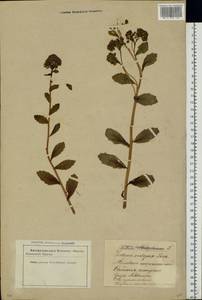 Hylotelephium telephium subsp. telephium, Eastern Europe, Latvia (E2b) (Latvia)