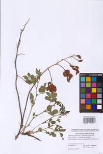 Glycyrrhiza uralensis Fisch. ex DC., Eastern Europe, Eastern region (E10) (Russia)