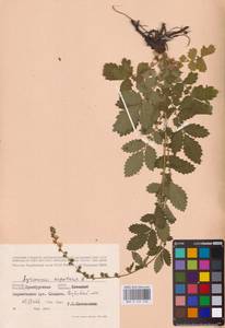 Agrimonia eupatoria L., Eastern Europe, Eastern region (E10) (Russia)
