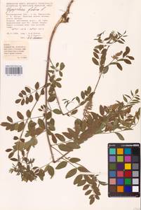 Glycyrrhiza glabra L., Eastern Europe, Lower Volga region (E9) (Russia)