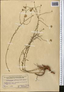 Aster altaicus Willd., Middle Asia, Pamir & Pamiro-Alai (M2) (Uzbekistan)