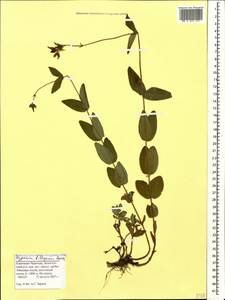 Hypericum bithynicum Boiss., Caucasus, Stavropol Krai, Karachay-Cherkessia & Kabardino-Balkaria (K1b) (Russia)