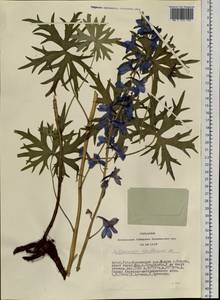 Delphinium laxiflorum DC., Siberia, Altai & Sayany Mountains (S2) (Russia)