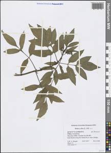 Bidens alba (L.) DC., South Asia, South Asia (Asia outside ex-Soviet states and Mongolia) (ASIA) (China)