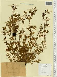 Ranunculus sceleratus L., Eastern Europe, Central forest region (E5) (Russia)