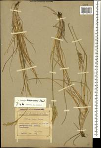 Festuca varia Haenke, Caucasus, Azerbaijan (K6) (Azerbaijan)