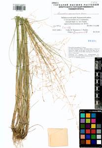 Puccinellia macranthera (V.I.Krecz.) Norl., Siberia, Baikal & Transbaikal region (S4) (Russia)