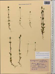 Lomatogonium carinthiacum (Wulfen) Reichenb., Caucasus, North Ossetia, Ingushetia & Chechnya (K1c) (Russia)