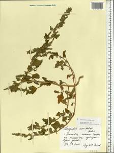 Chenopodium acerifolium Andrz., Eastern Europe, Middle Volga region (E8) (Russia)