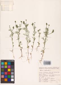 Adonis aestivalis L., Eastern Europe, Lower Volga region (E9) (Russia)